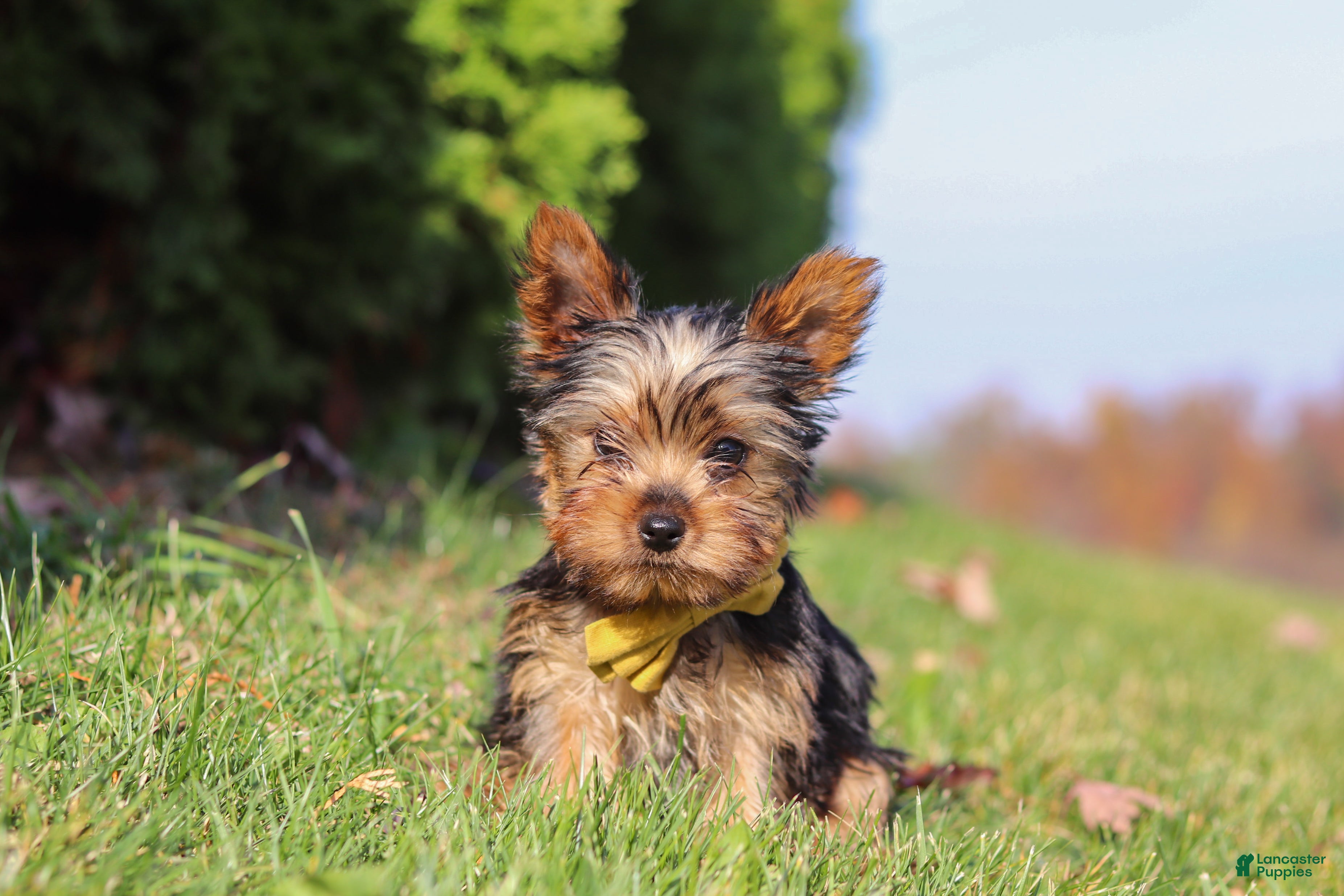 Yorkshire Terrier dogs for sale: Jay  - Ad 1