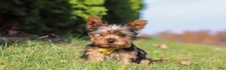Yorkshire Terrier dogs for sale: Jay  - Ad 1