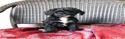 Cockapoo dogs for sale: Maggie - Ad 3