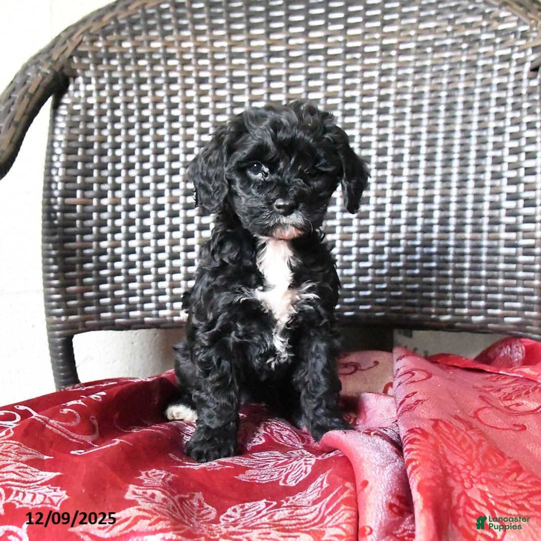 Cockapoo dogs for sale: Maggie - Ad 3