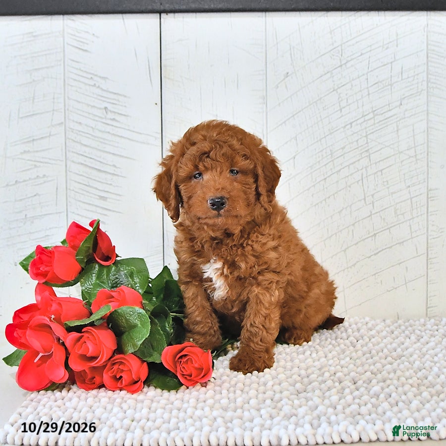 Mini Goldendoodle dogs for sale: Pumpkin  - Ad 1