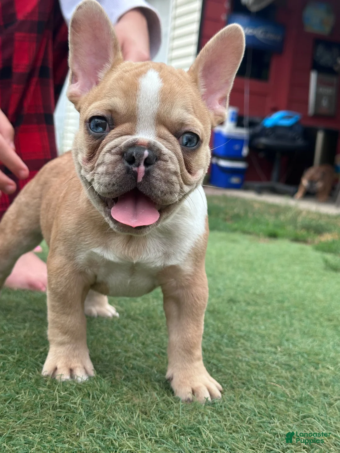 French Bulldog dogs for sale: French Bulldog 1 - Ad 2