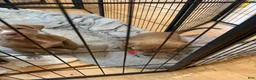 American Pit Bull Terrier dogs for sale: Pup 5 - Ad 3