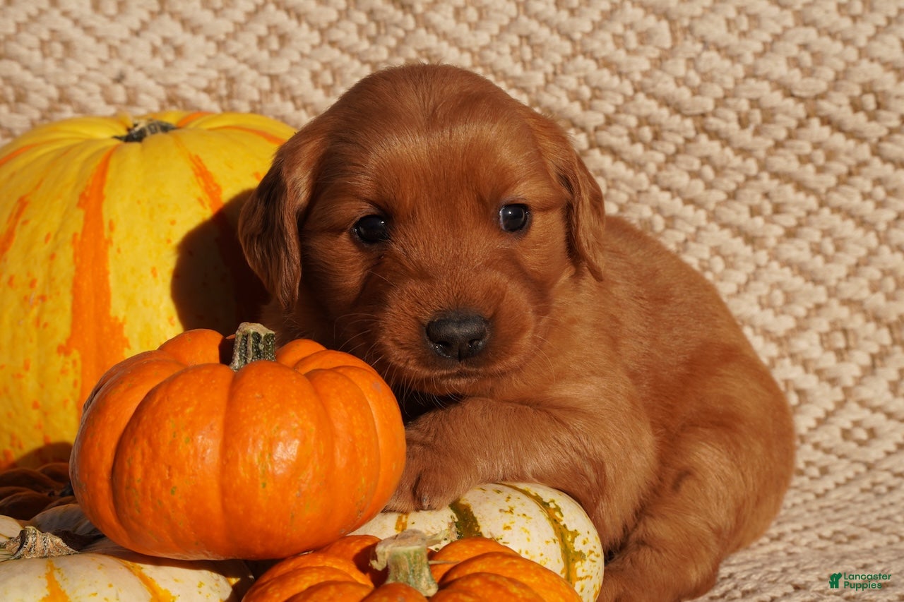 Golden Retriever dogs for sale: Daisy -AKC, Genetically Clear - Ad 1