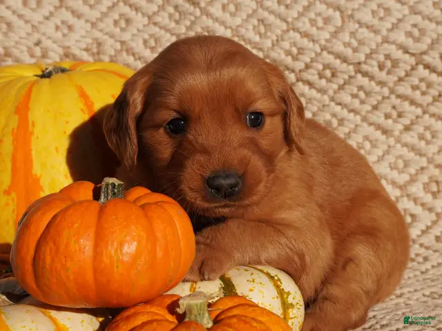Golden Retriever dogs for sale: Daisy -AKC, Genetically Clear - Ad 1