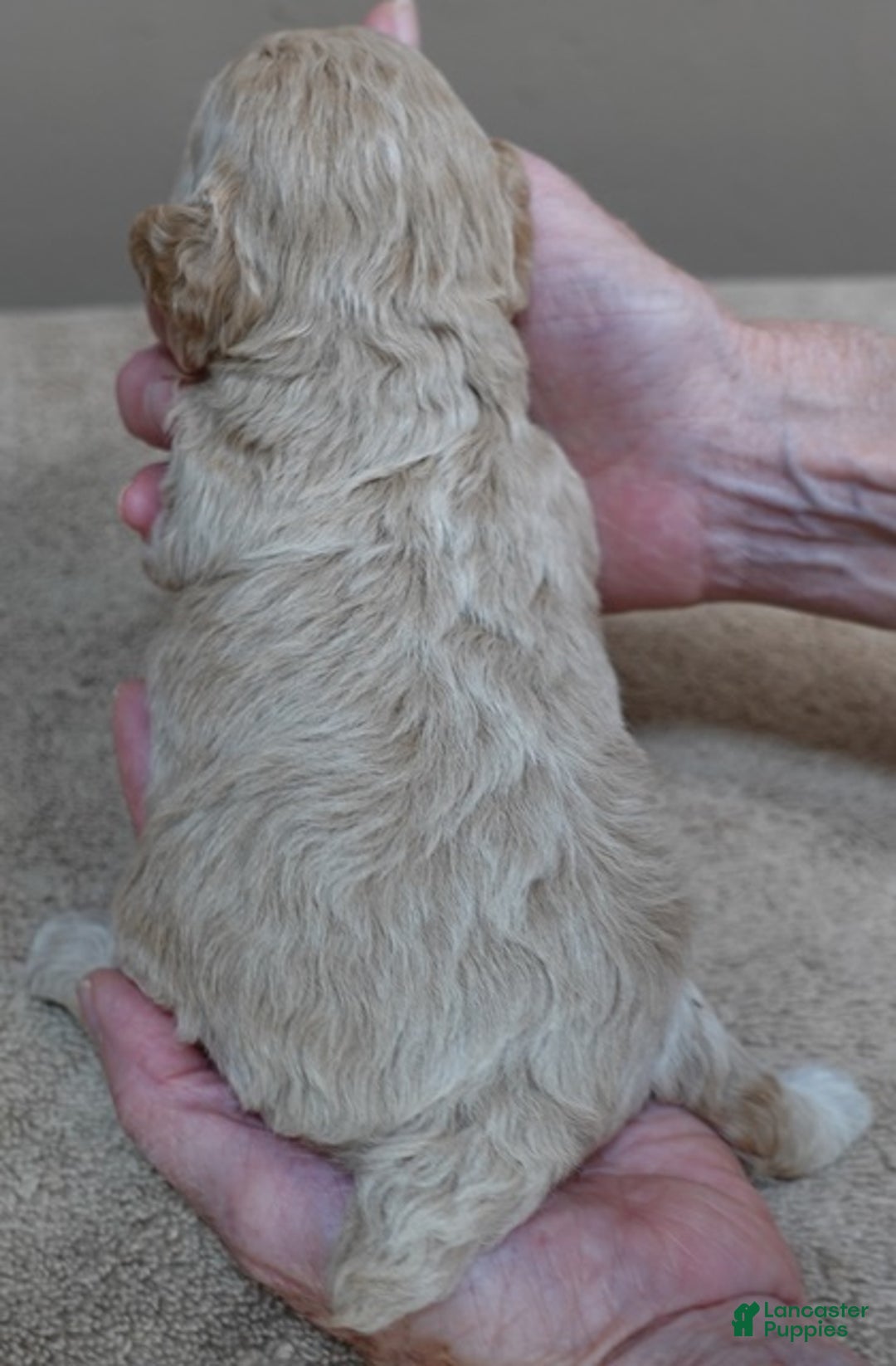 Toy Poodle dogs for sale: Ellie shimmering champagne - Ad 11