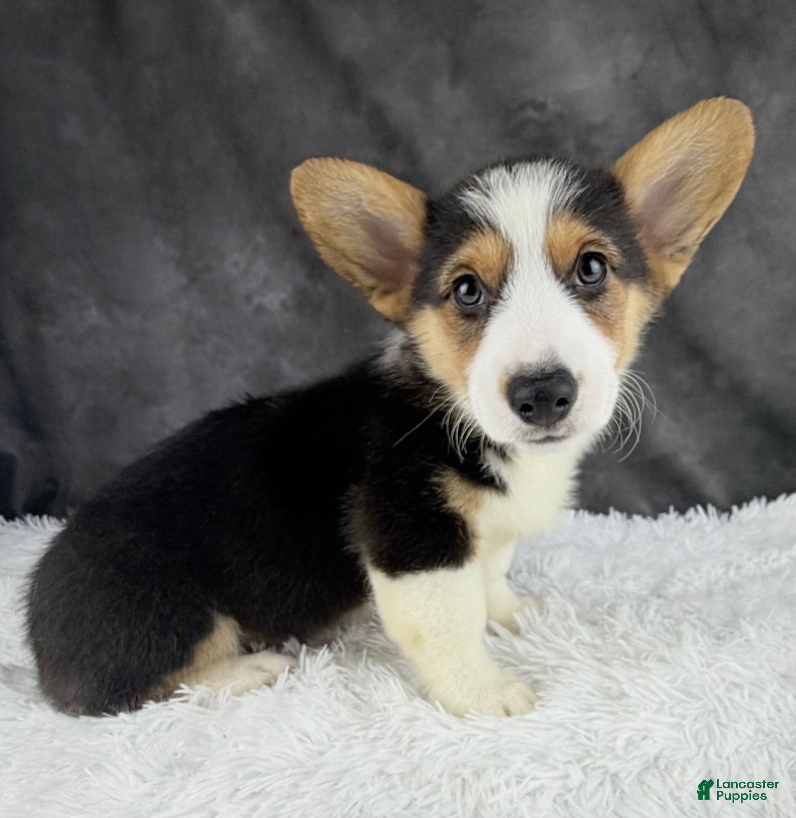 Welsh Corgi Pembroke dogs Cooper natural bobtail - Ad 2