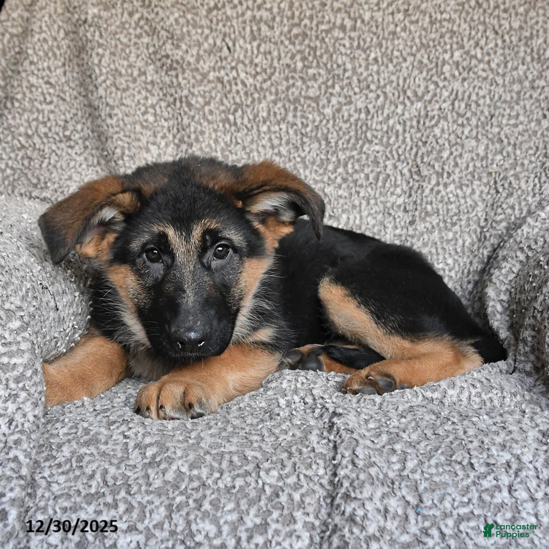 German Shepherd dogs for sale: Sidney - Ad 7