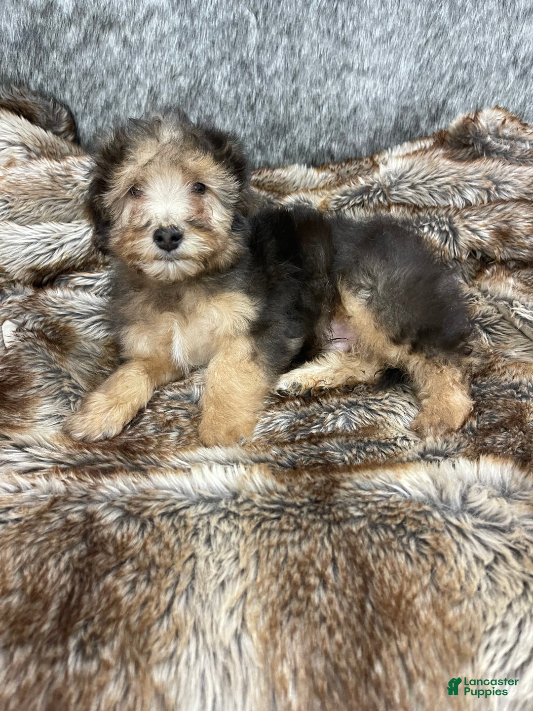 Mini Bernedoodle dogs for sale: “Chevy” Sable male - Ad 6