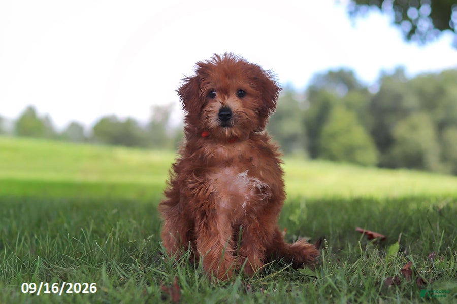 Yochon dogs Lucky - Ad 1