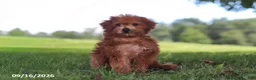 Yochon dogs for sale: Lucky - Ad 1