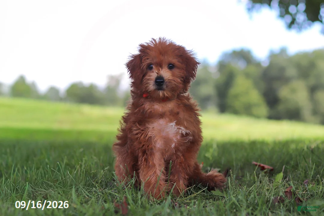 Yochon dogs for sale: Lucky - Ad 1