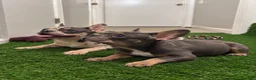 French Bulldog dogs for sale: French Bulldog 1 - Ad 6