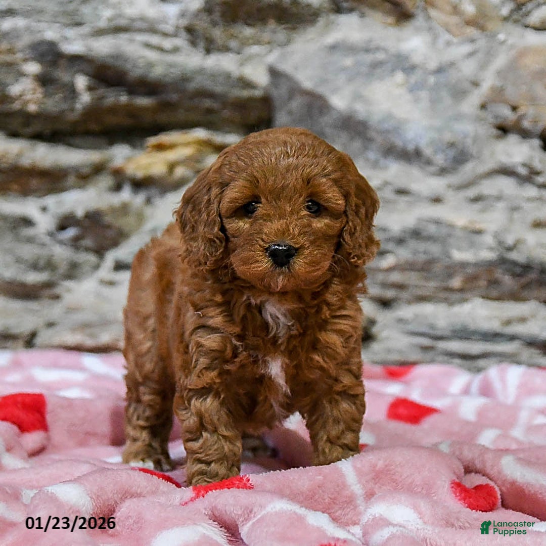 Mini Goldendoodle dogs for sale: Cathy - Ad 3