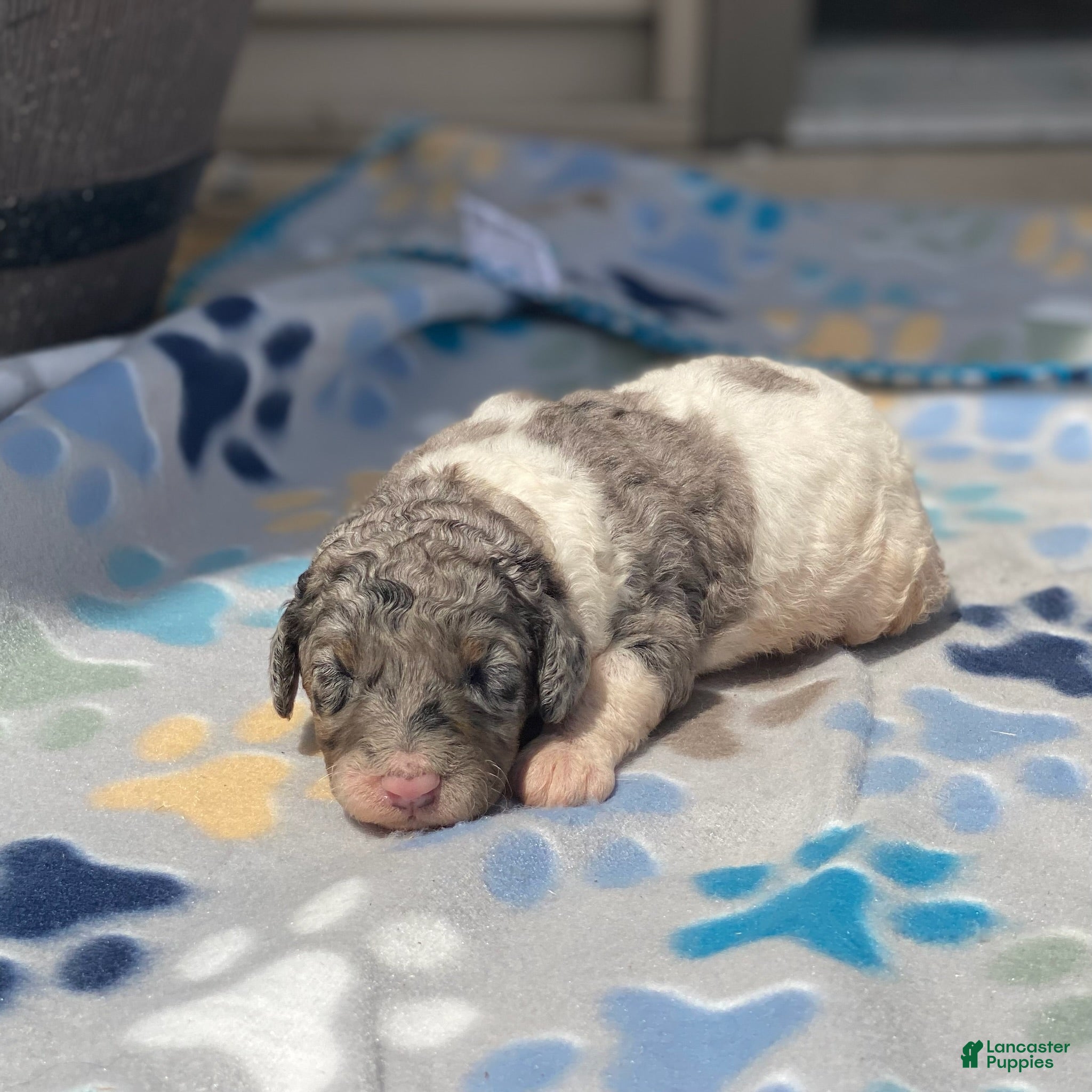 Standard Poodle dogs Storm - Ad 39