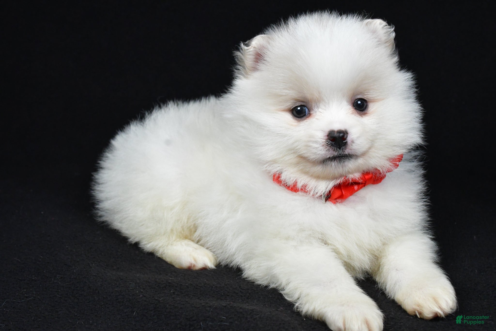 Pomeranian dogs Peanut - Ad 1