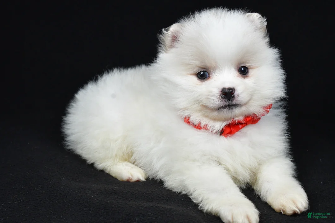 Pomeranian dogs for sale: Peanut - Ad 1