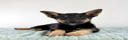 Mixed Breed dogs for sale: Xena - Ad 3