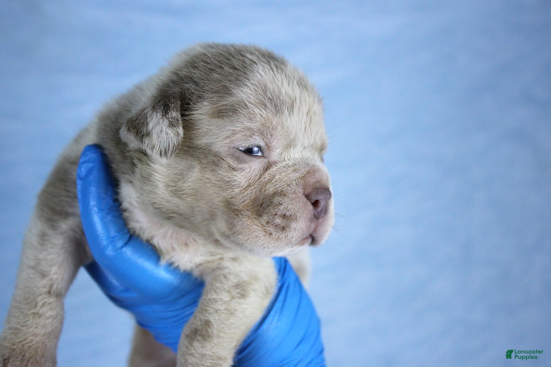 American Bully dogs for sale: Lilac Merle Male - Ad 3