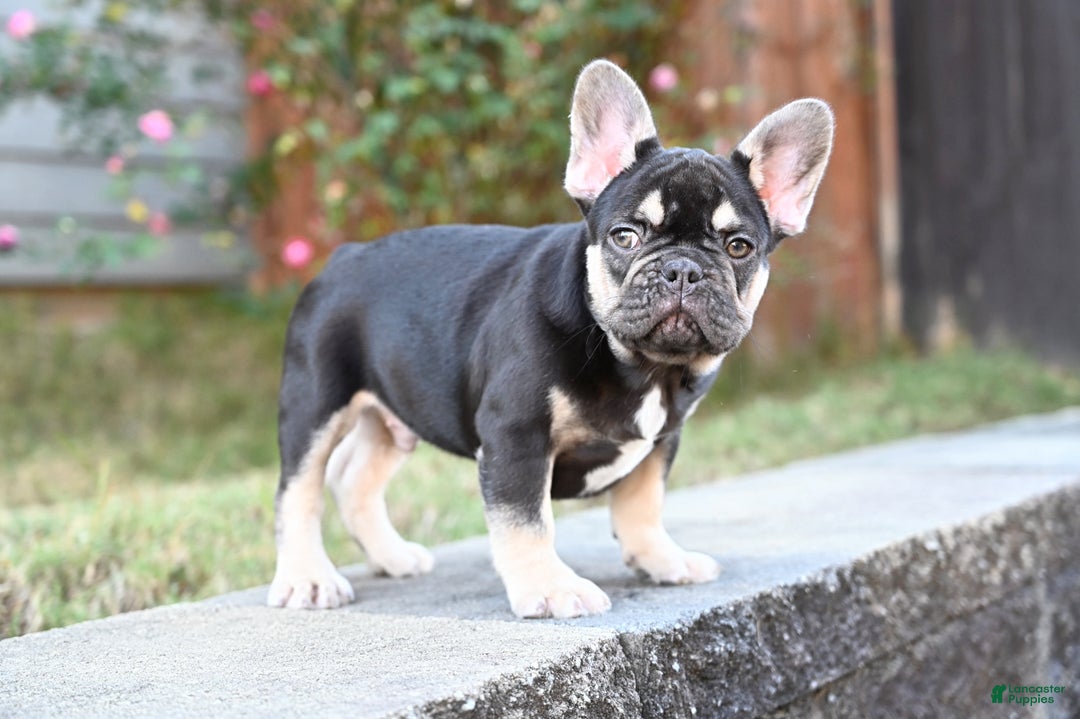 French Bulldog dogs for sale: Aladdin - Ad 2