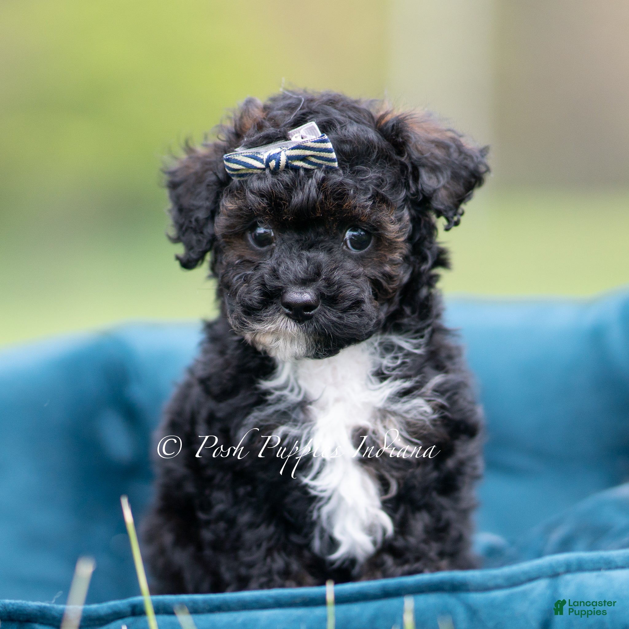 Toy Poodle dogs Digger AKC - Ad 34