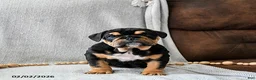 English Bulldog dogs for sale: Cookies N Cream - Ad 3