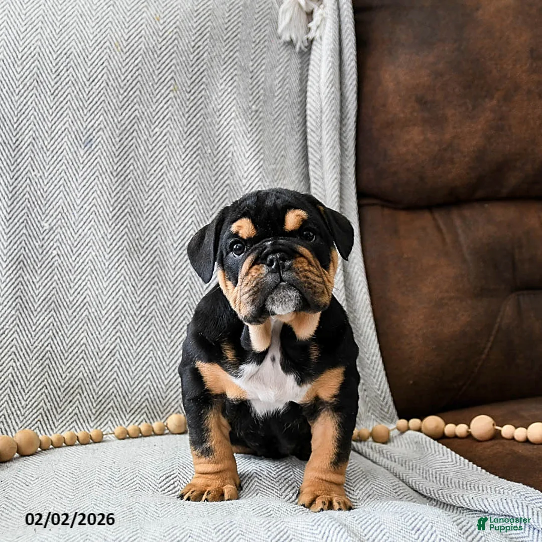 English Bulldog dogs for sale: Cookies N Cream - Ad 3