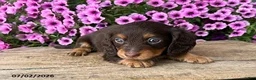Dachshund dogs for sale: Ollie - Ad 3