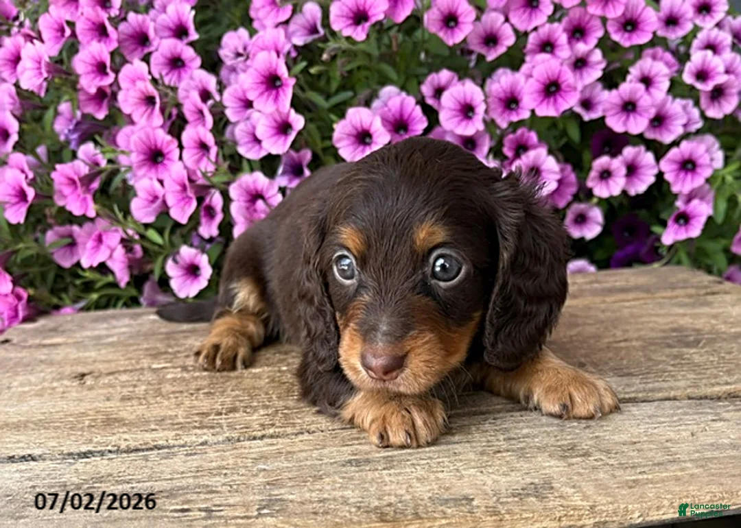 Dachshund dogs for sale: Ollie - Ad 3