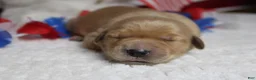 Golden Retriever dogs for sale: Bagel  - Ad 3