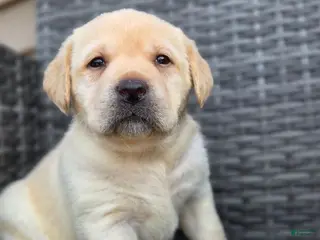 Labrador Retriever dogs for sale: Big Boy - Ad 1