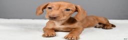 Miniature Dachshund dogs for sale: Valentine - Ad 9