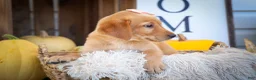 Labrador Retriever dogs for sale: NALA - Ad 7