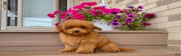 Maltipoo dogs for sale: Gorgeous - Ad 4