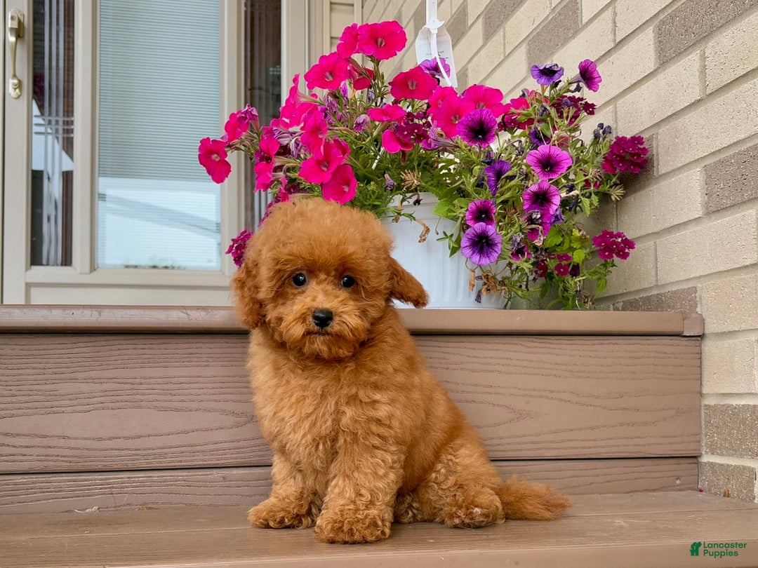 Maltipoo dogs for sale: Gorgeous - Ad 4