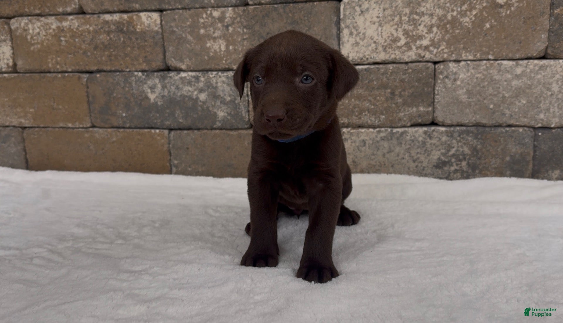 Labrador Retriever dogs Beretta - Ad 2