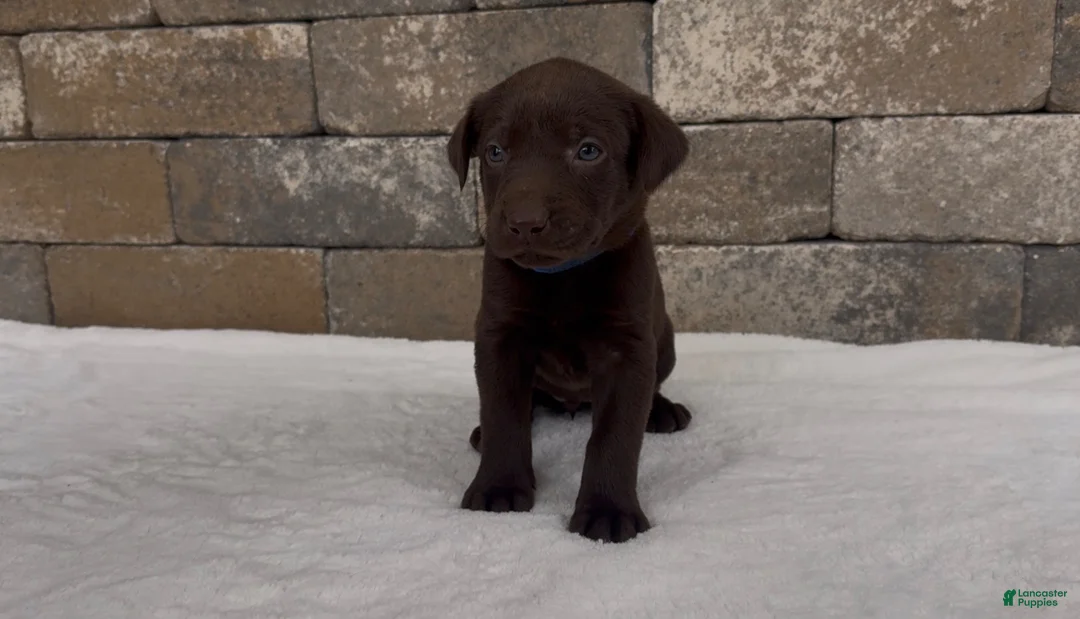 Labrador Retriever dogs for sale: Beretta - Ad 2