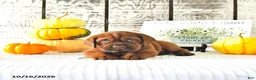 Mini Hippo dogs for sale: Cinnamon - Ad 2