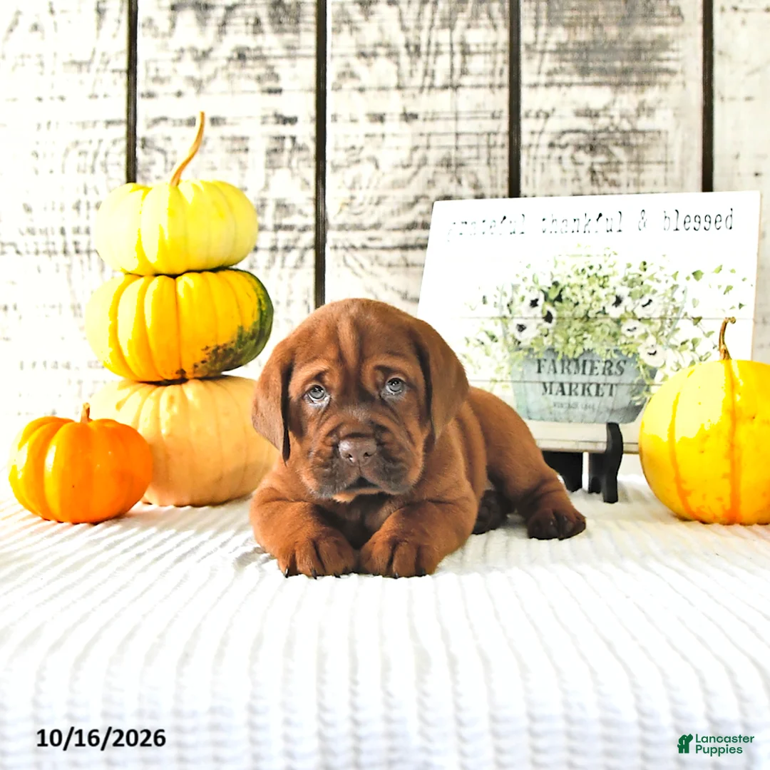 Mini Hippo dogs for sale: Cinnamon - Ad 2