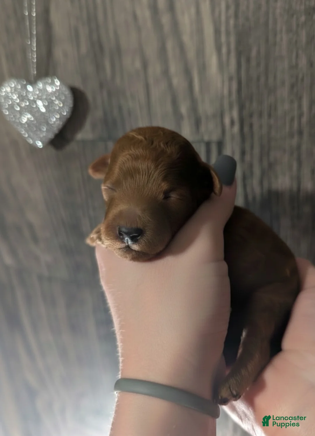 Toy Poodle dogs for sale: Rusty 🩶 - Ad 5