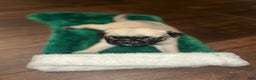 Pug dogs for sale: Mable - Ad 7