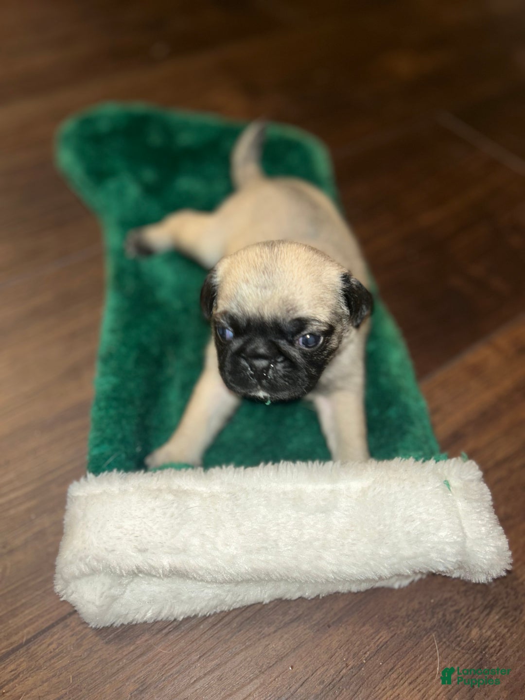 Pug dogs for sale: Mable - Ad 7