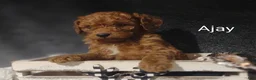 Cavapoo dogs for sale: Cavapoo F1b 6 Ajay RESERVED  - Ad 9