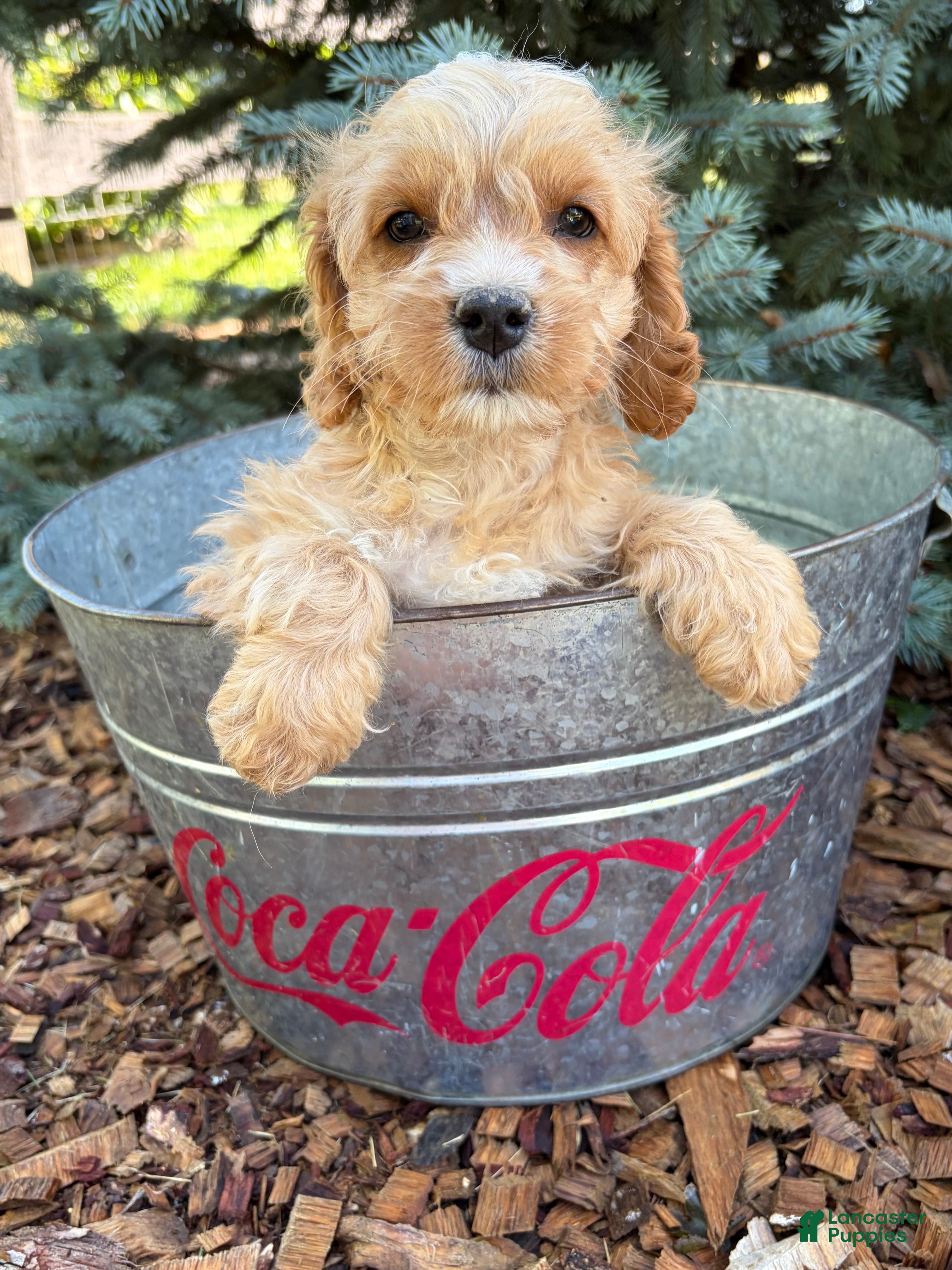 Cockapoo dogs Brady - Ad 2