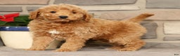 Mini Goldendoodle dogs for sale: Edgar - Ad 3