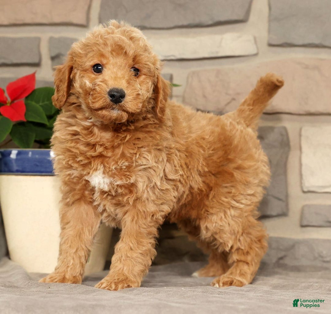 Mini Goldendoodle dogs for sale: Edgar - Ad 3