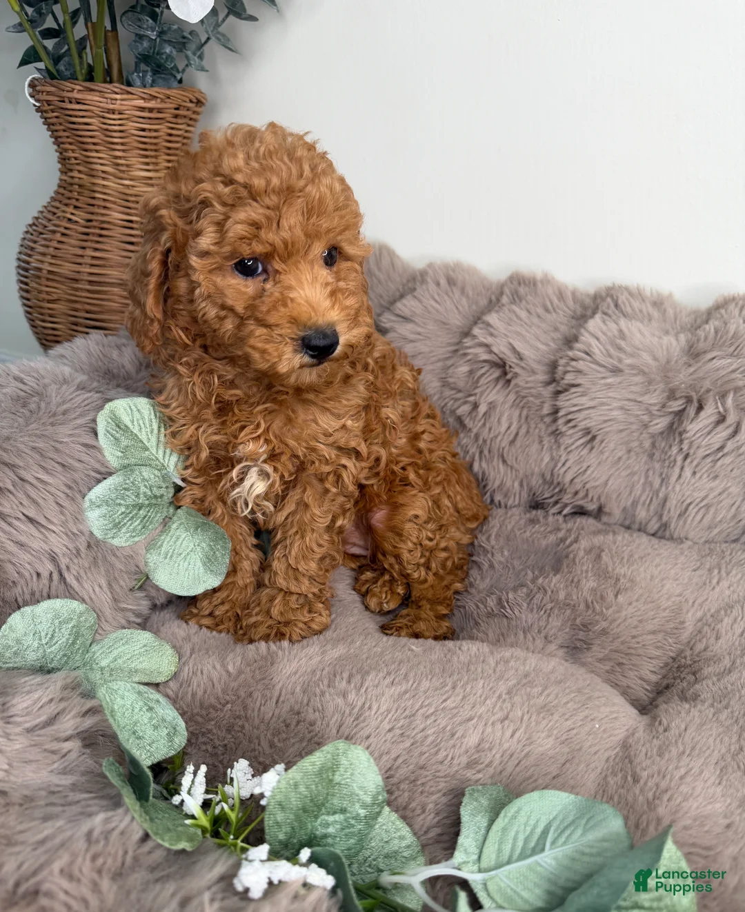 Mini Goldendoodle dogs for sale: Honey 🍯 | Female Goldendoodle Puppy - Ad 11