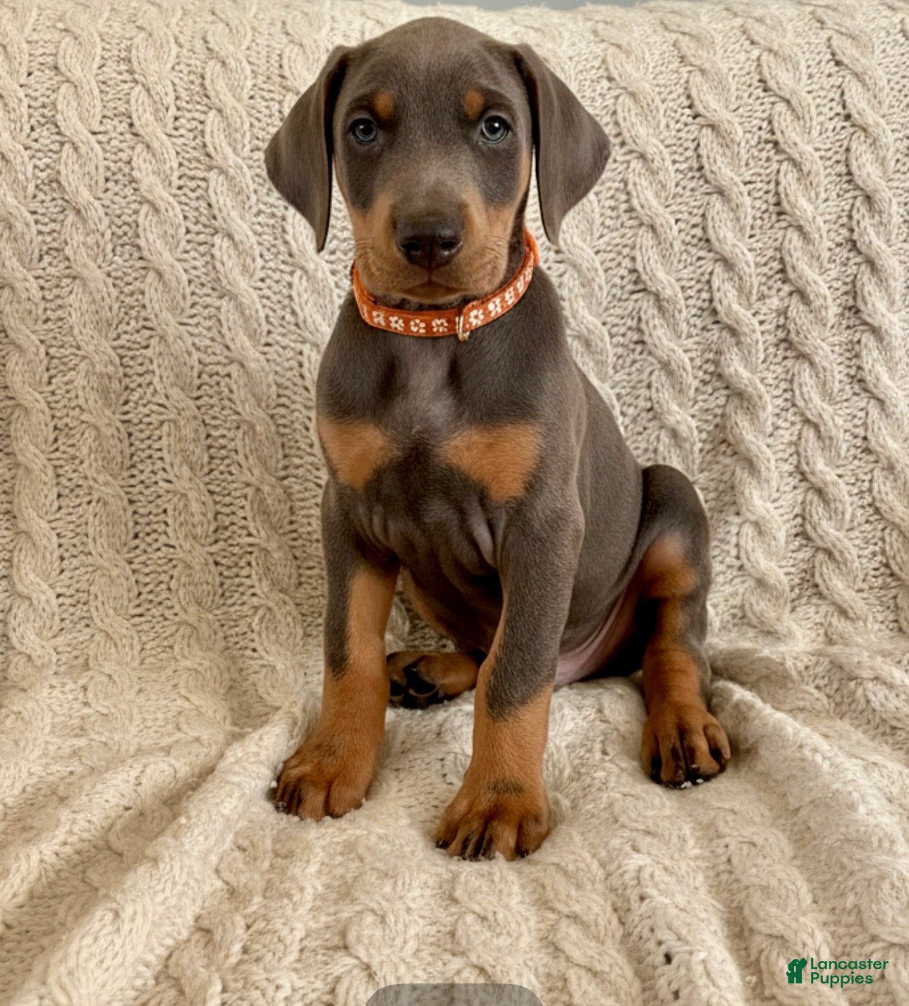 Doberman Pinscher dogs GENETIC HEALTH TESTED- JASPER - Ad 7