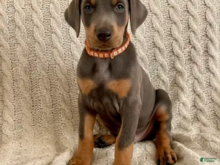 Doberman Pinscher dogs GENETIC HEALTH TESTED- JASPER - Ad 7