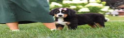 Bernese Mountain Dog dogs for sale: Marcy - Ad 12
